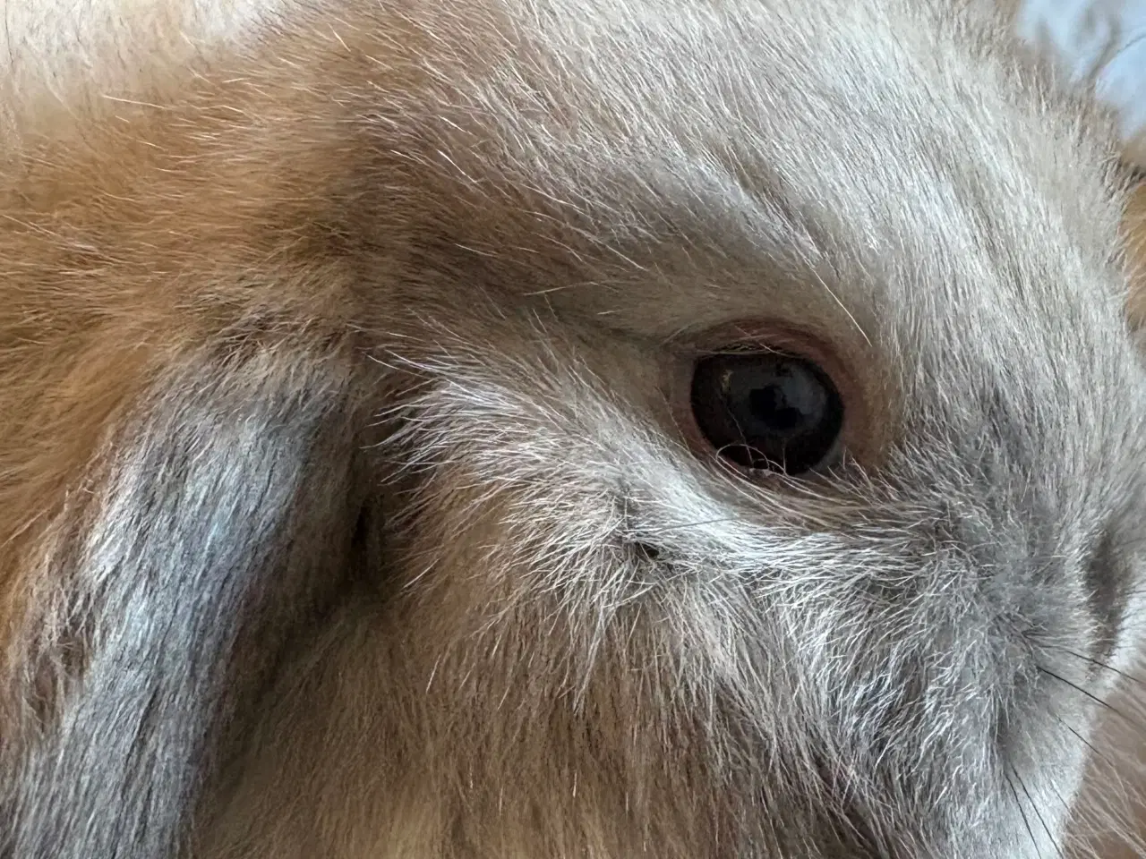 Billede 3 - Minilops piger