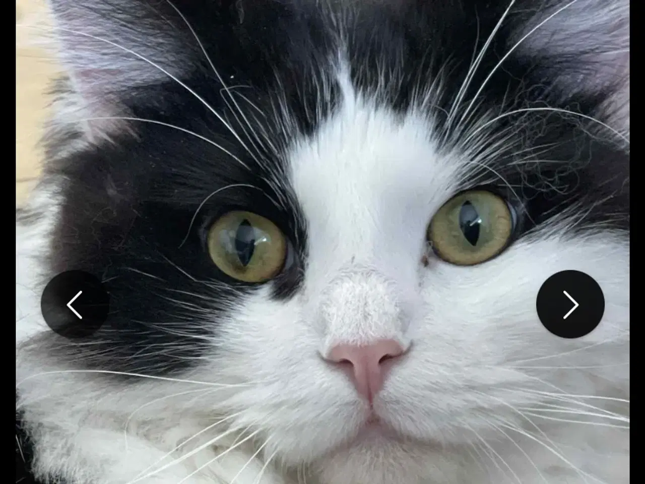 Billede 3 - Kat