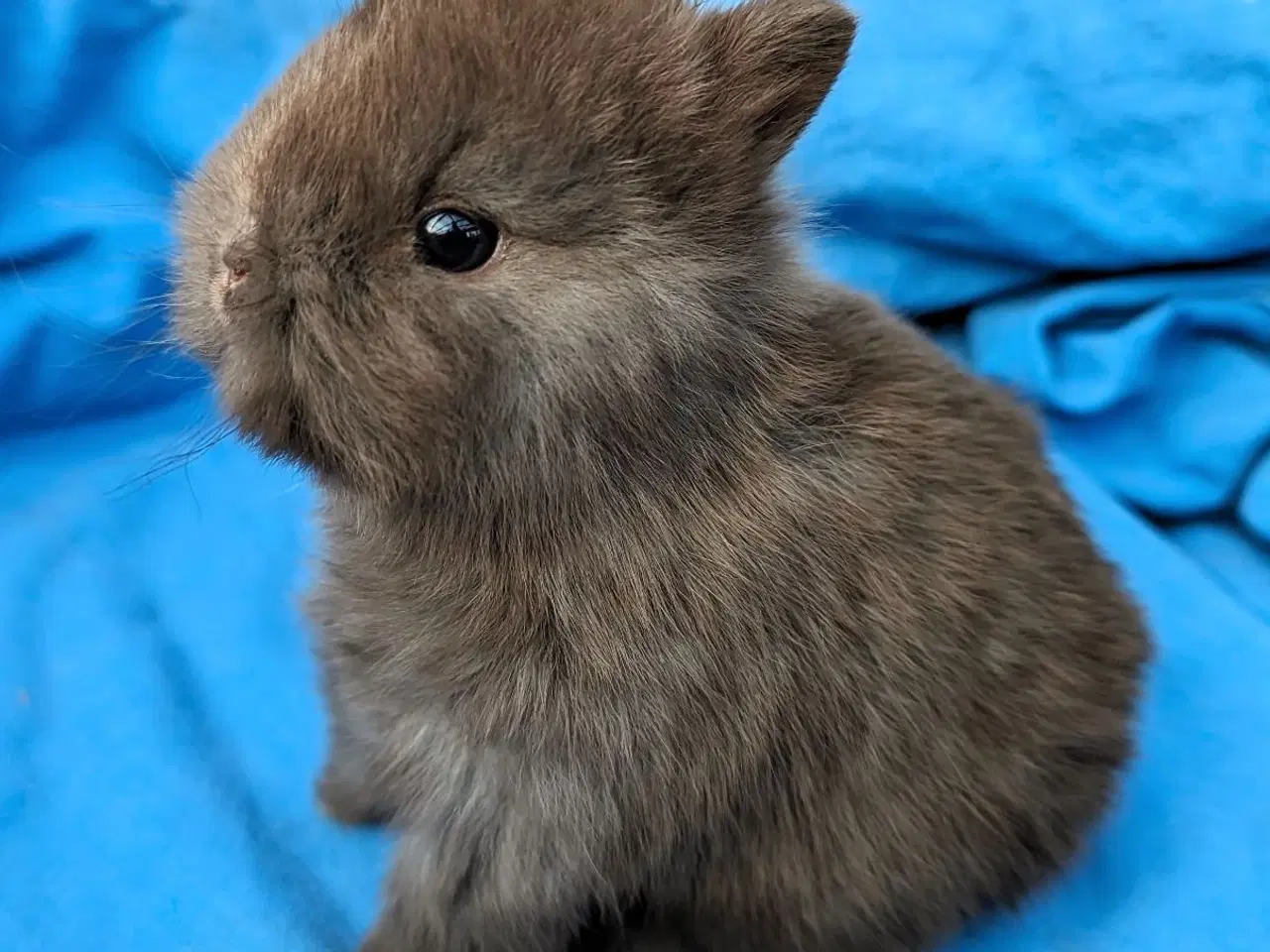 Billede 3 - Hermelin kaninunge 