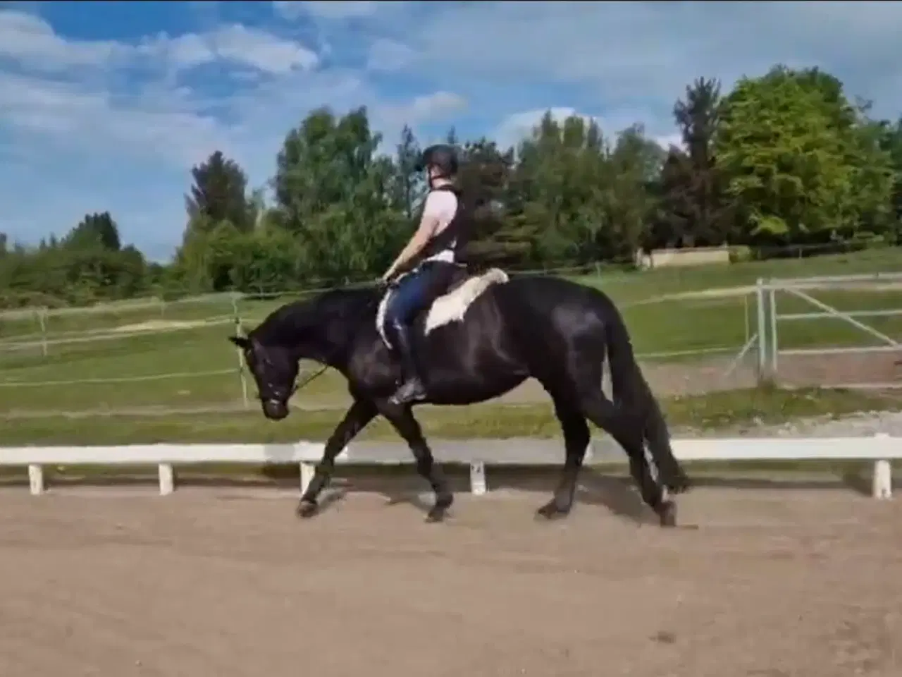 Billede 5 - Smuk Dv hoppe 