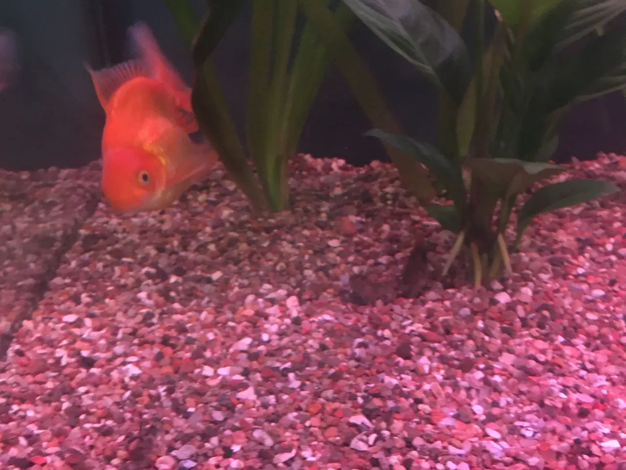 Billede 4 - Slørhaler