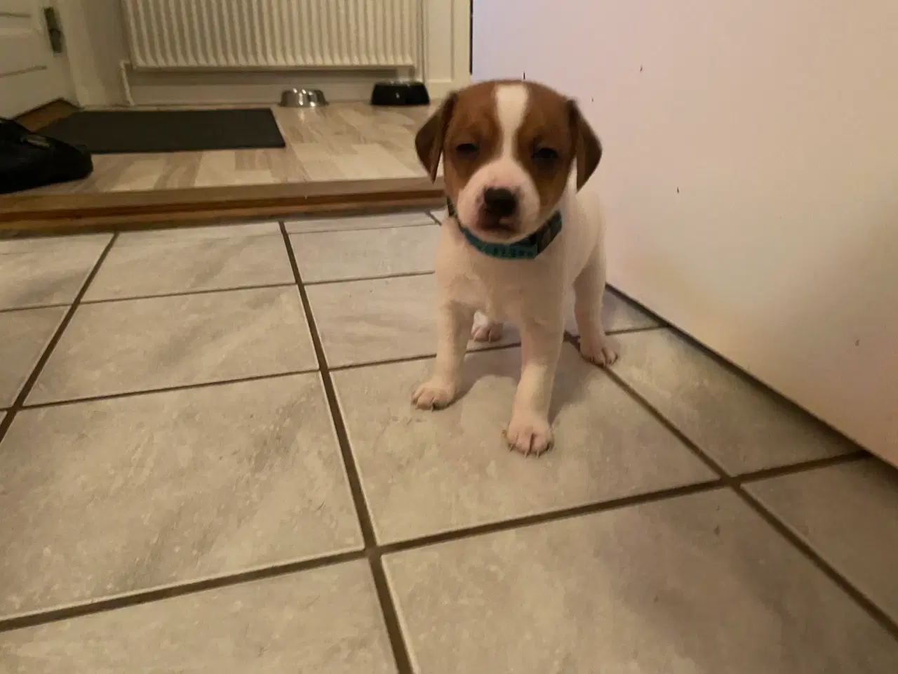 Billede 3 - Hvalpe klar til at få nyt hjem den 5. december