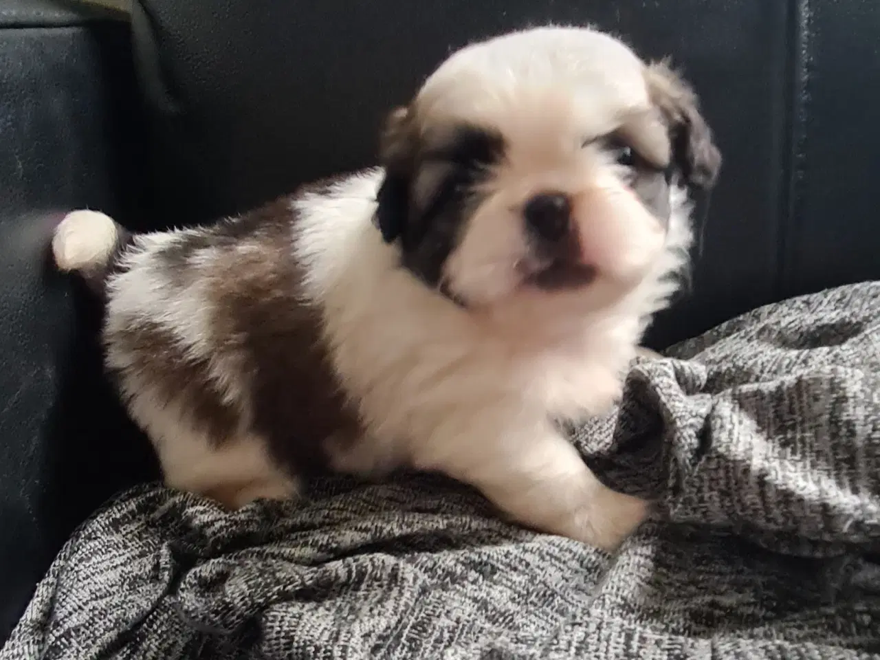Billede 6 - Pekingeser piger