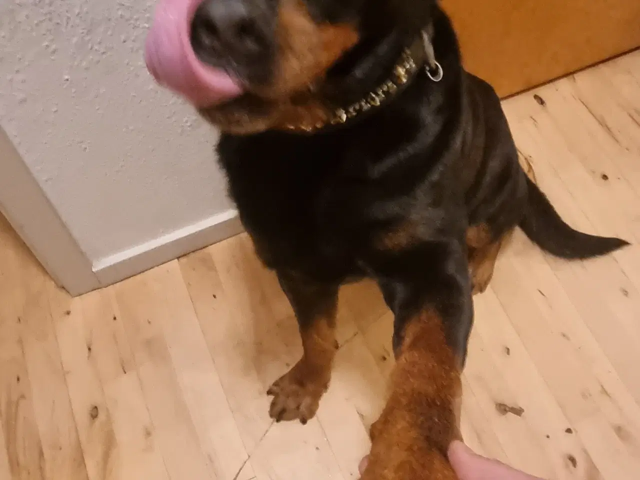 Billede 2 - Rottweiler - tæve søges til parring 