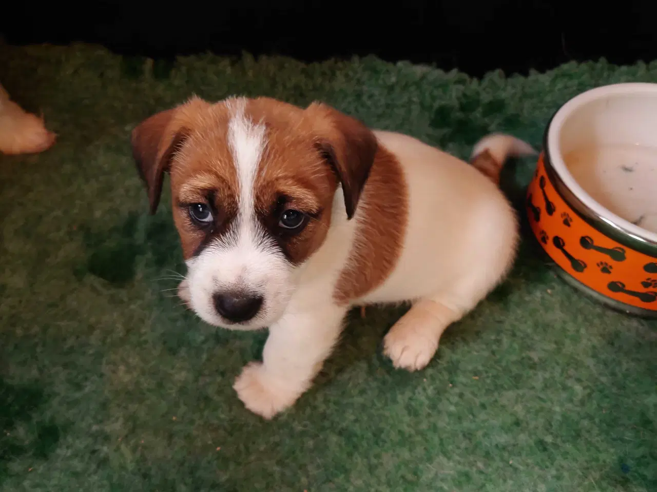 Billede 4 - Jack Russel hvalpe. ( Kort benet type)