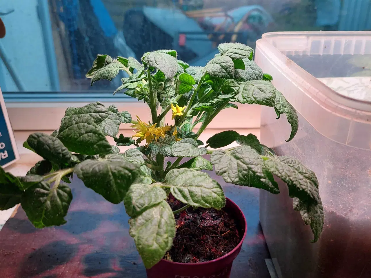 Billede 2 - Tomat Busk