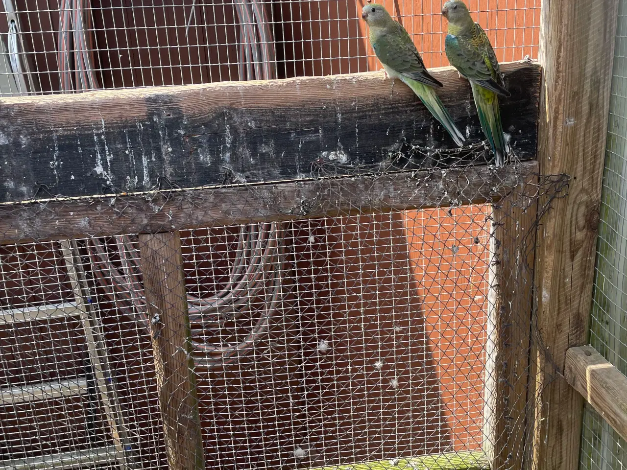 Billede 1 - Sangparakitter