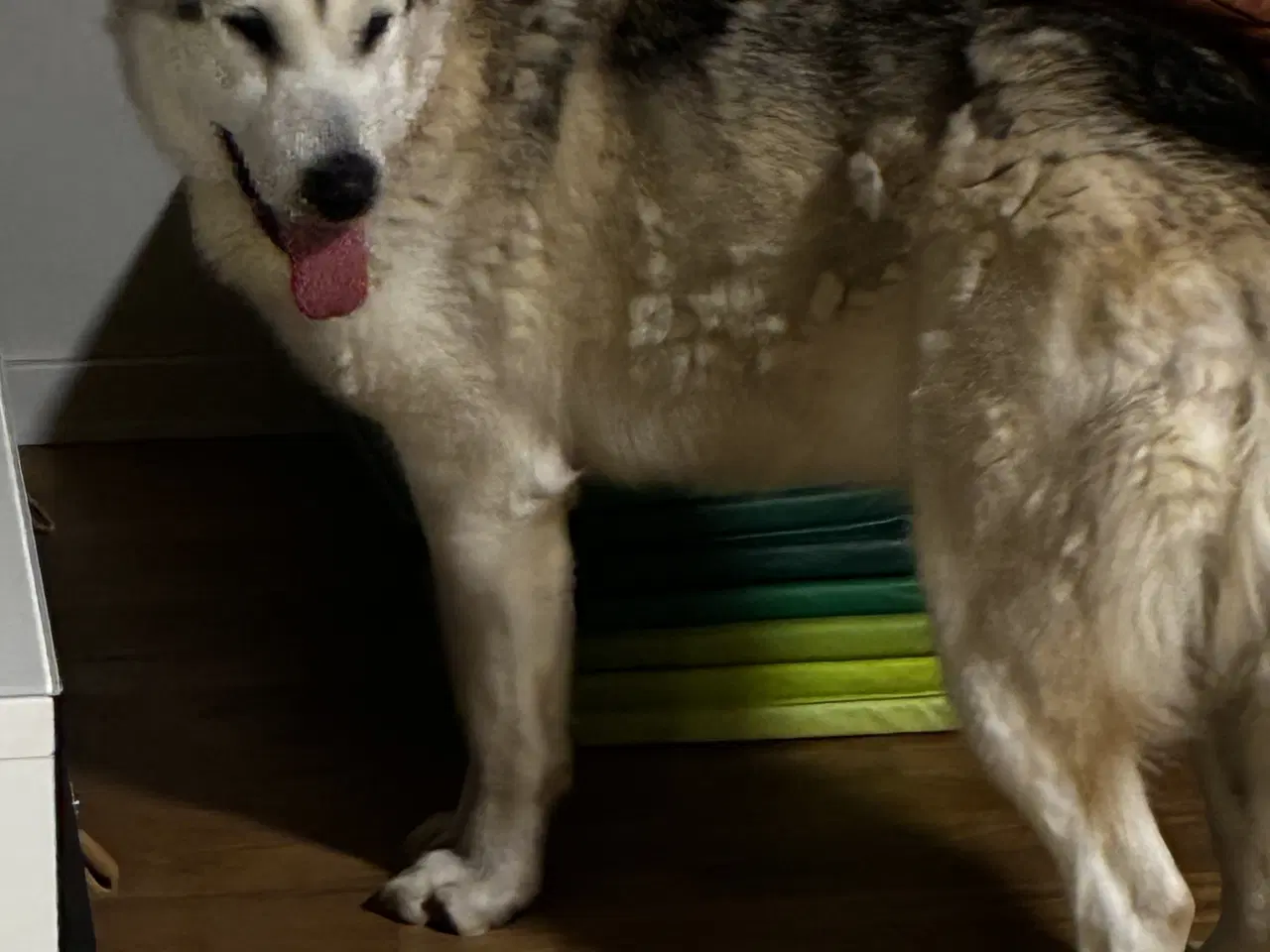 Billede 3 - Alaskan malamute pige 