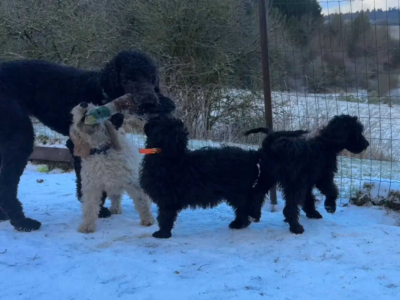 Billede 1 - Cockapoo / Cockerpoo / Doodle. Ny pris 1 tilbage