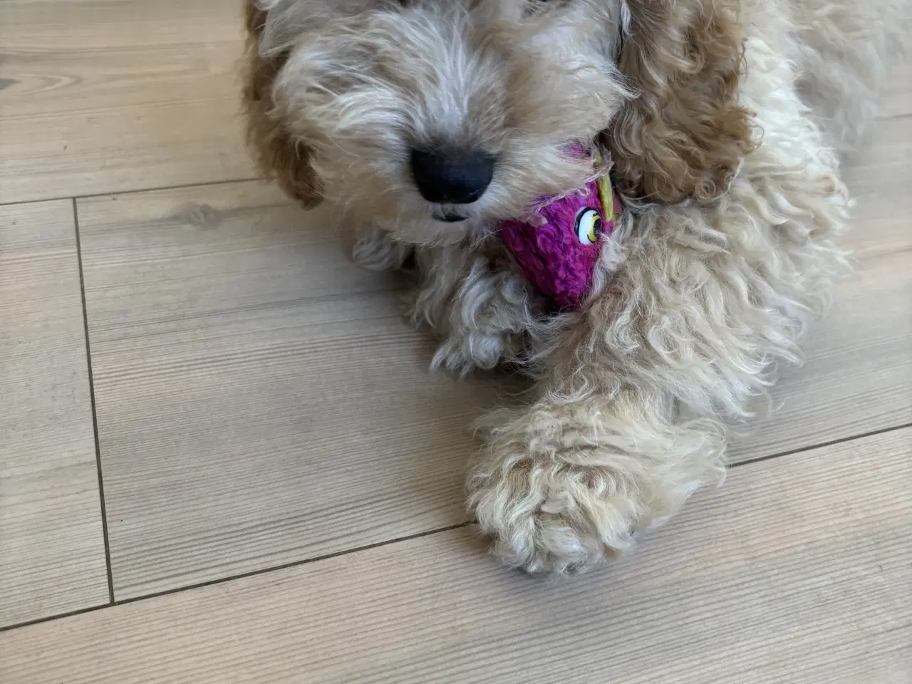 Billede 3 - Cockapoo hvalpe mangler deres nye hjem