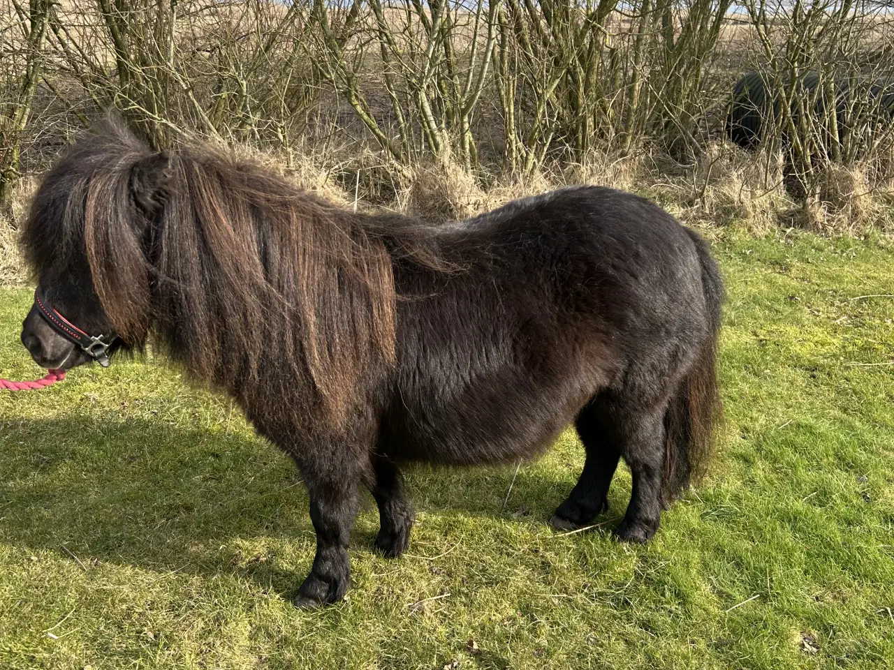 Billede 13 - Super skøn mini shetlænder sælges