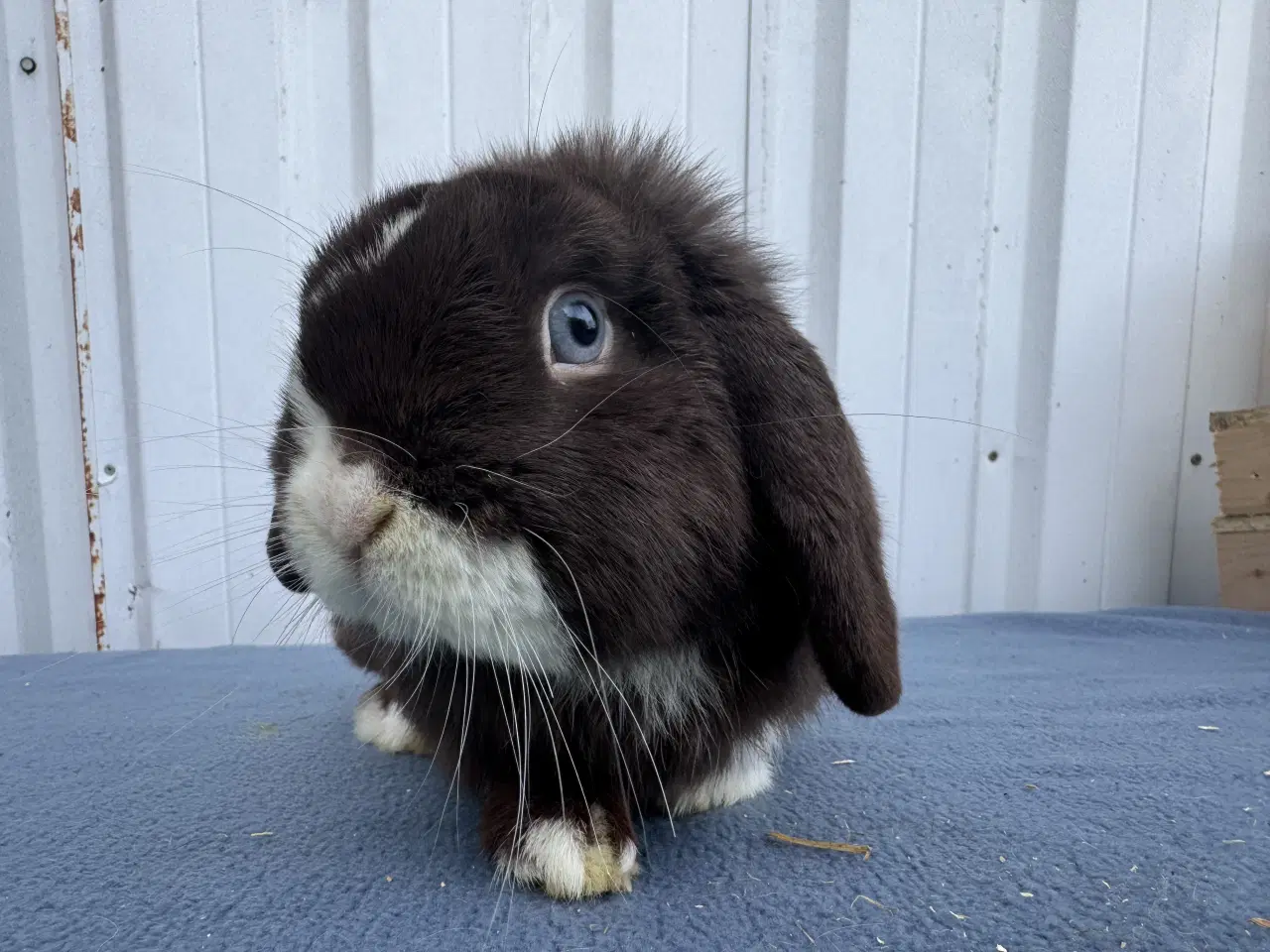 Billede 6 - Dværgvædder hankanin 2 år