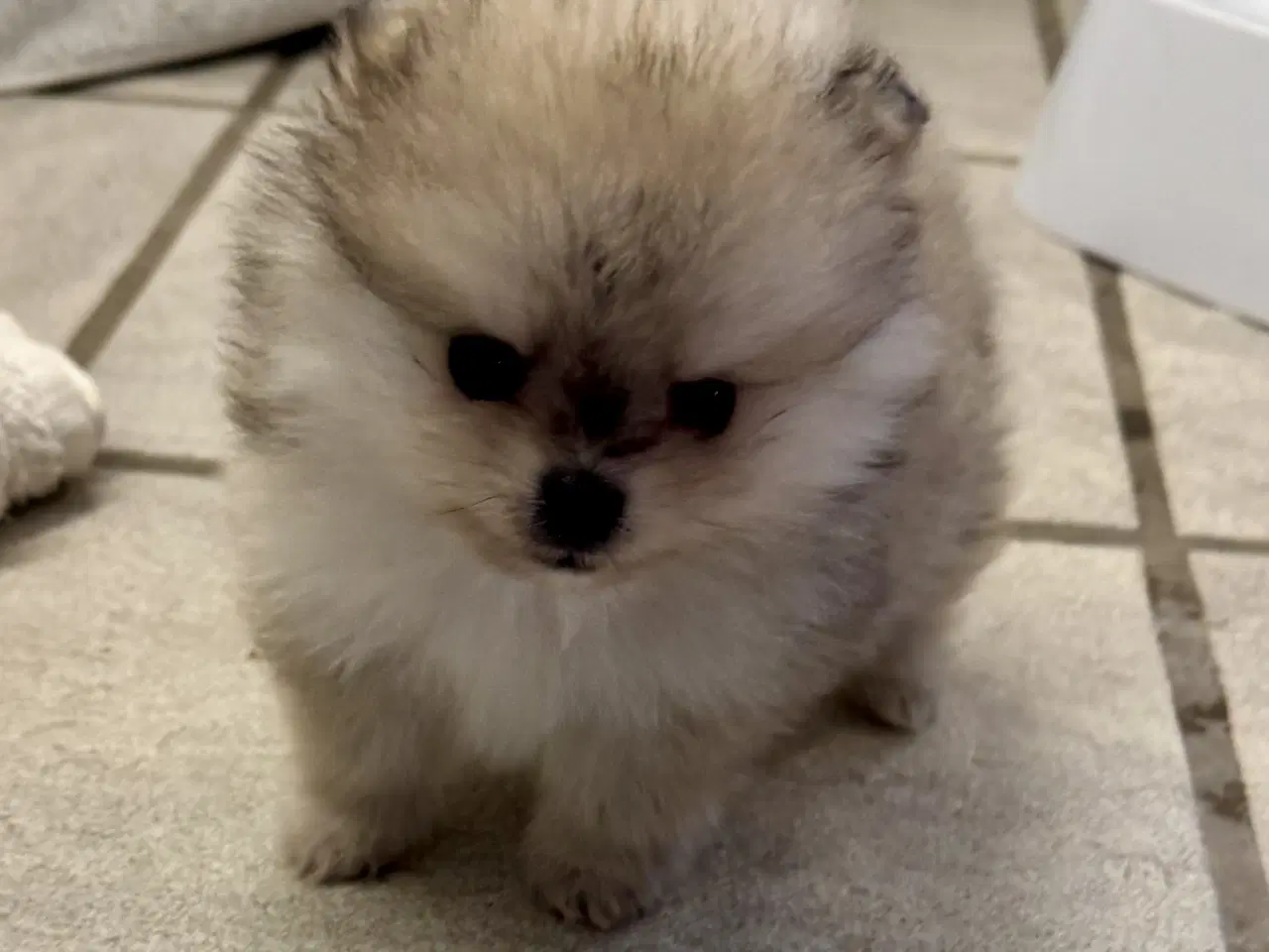 Billede 6 - Mini Pomeranian 