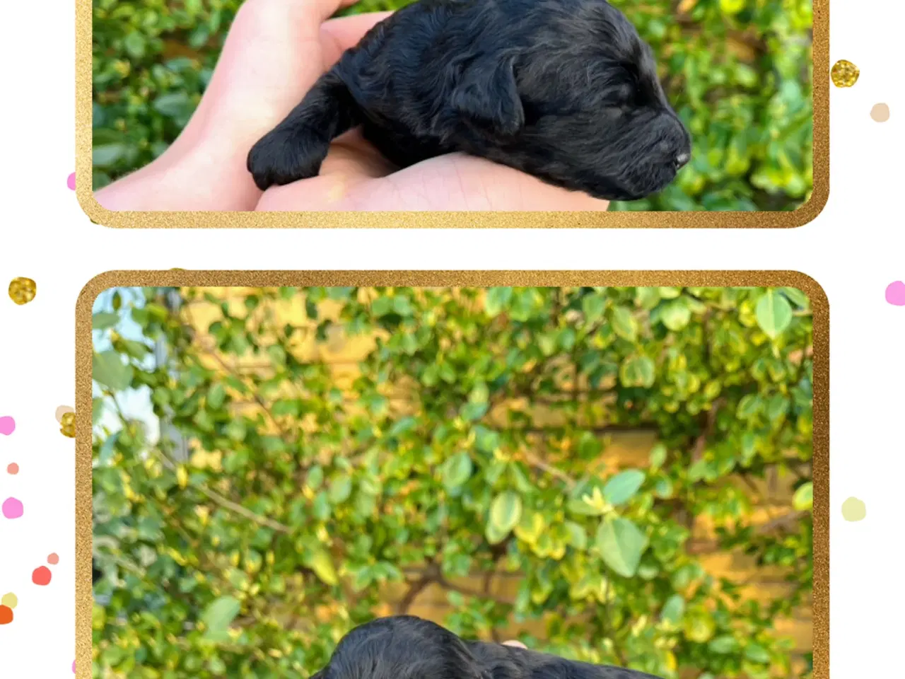 Billede 9 - Cockerpoo f1b