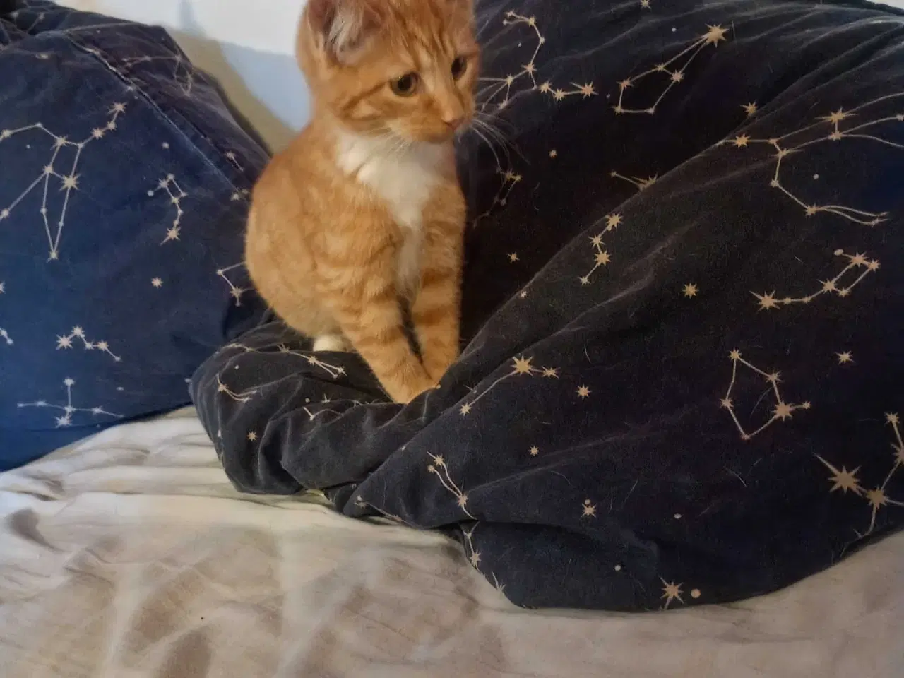 Billede 6 - Rød hun killing