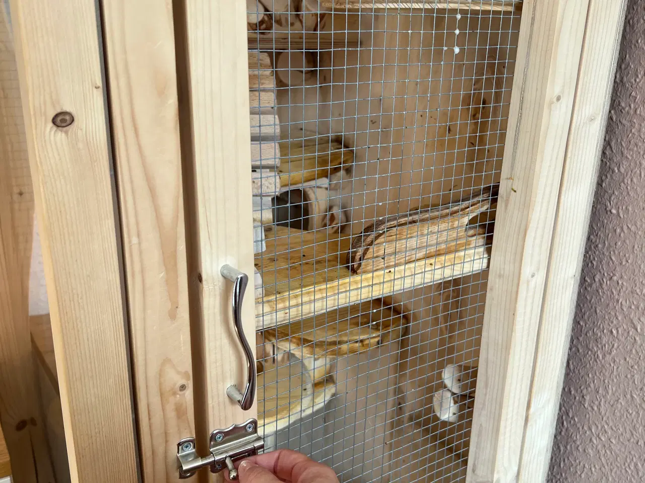 Billede 10 - Sugar glider flyvepungegern 