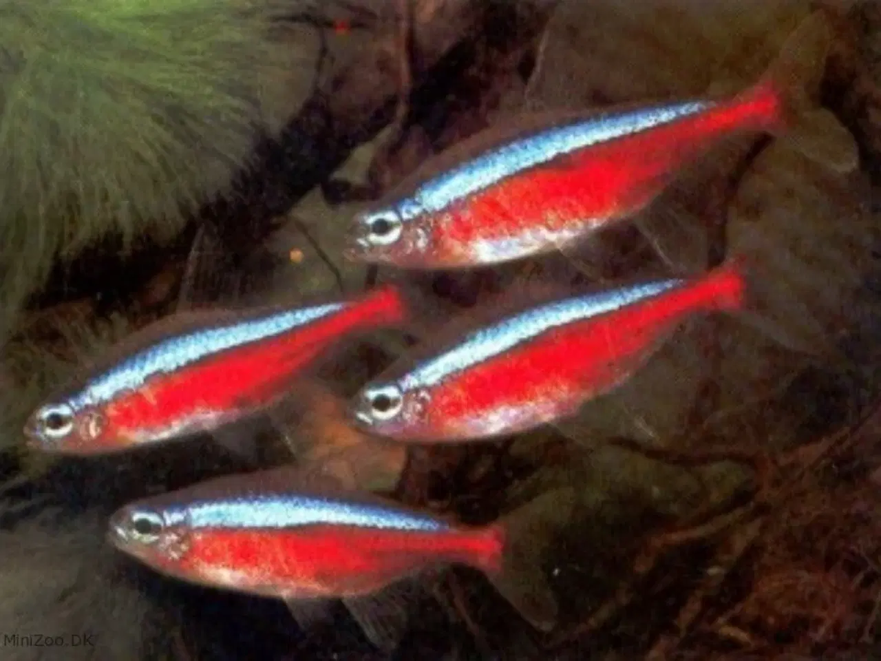 Billede 3 - Flotte akvariefisk og foder