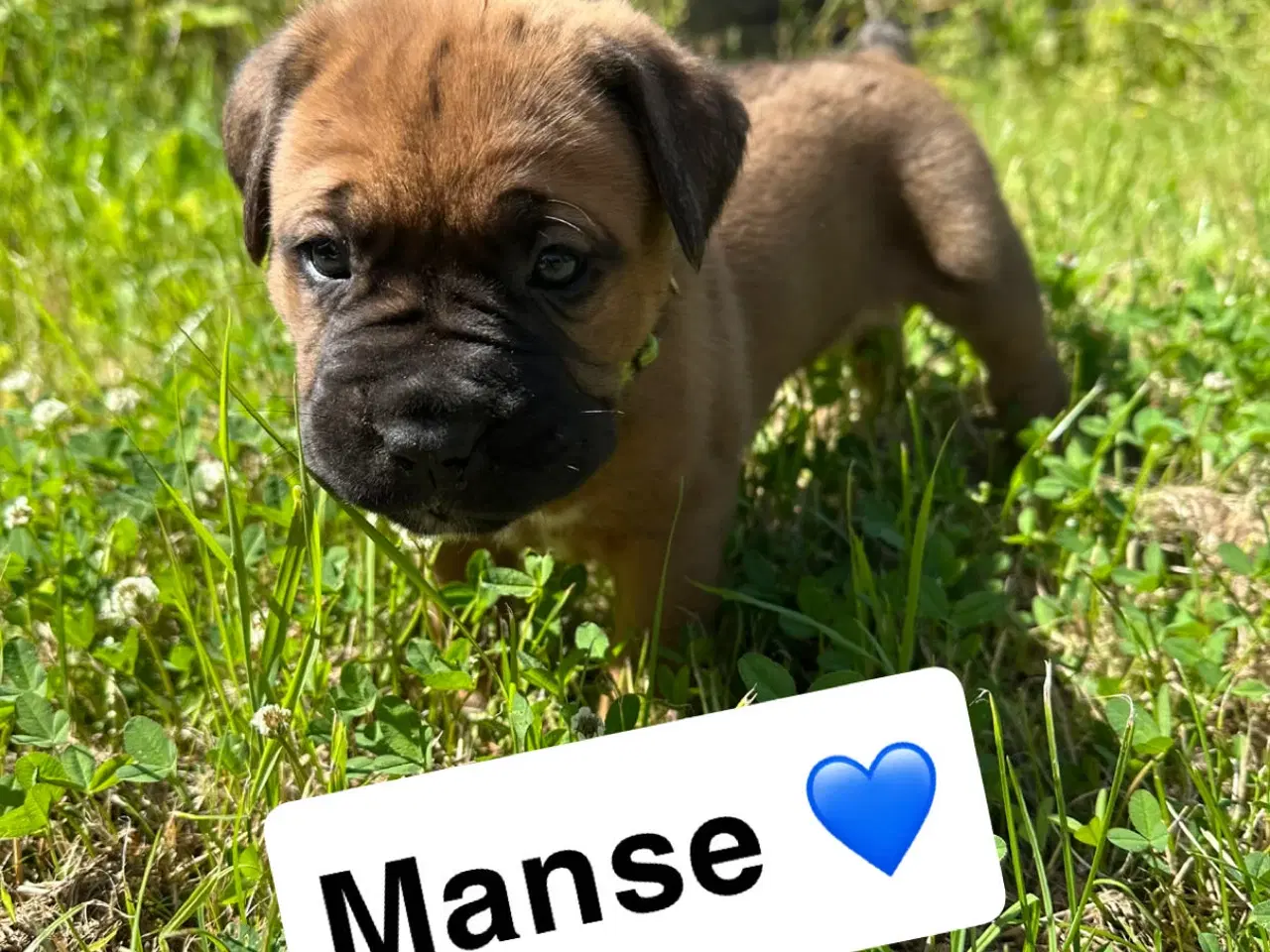 Billede 6 - Hvalpe Cane Corso/Douge de Bordeaux 