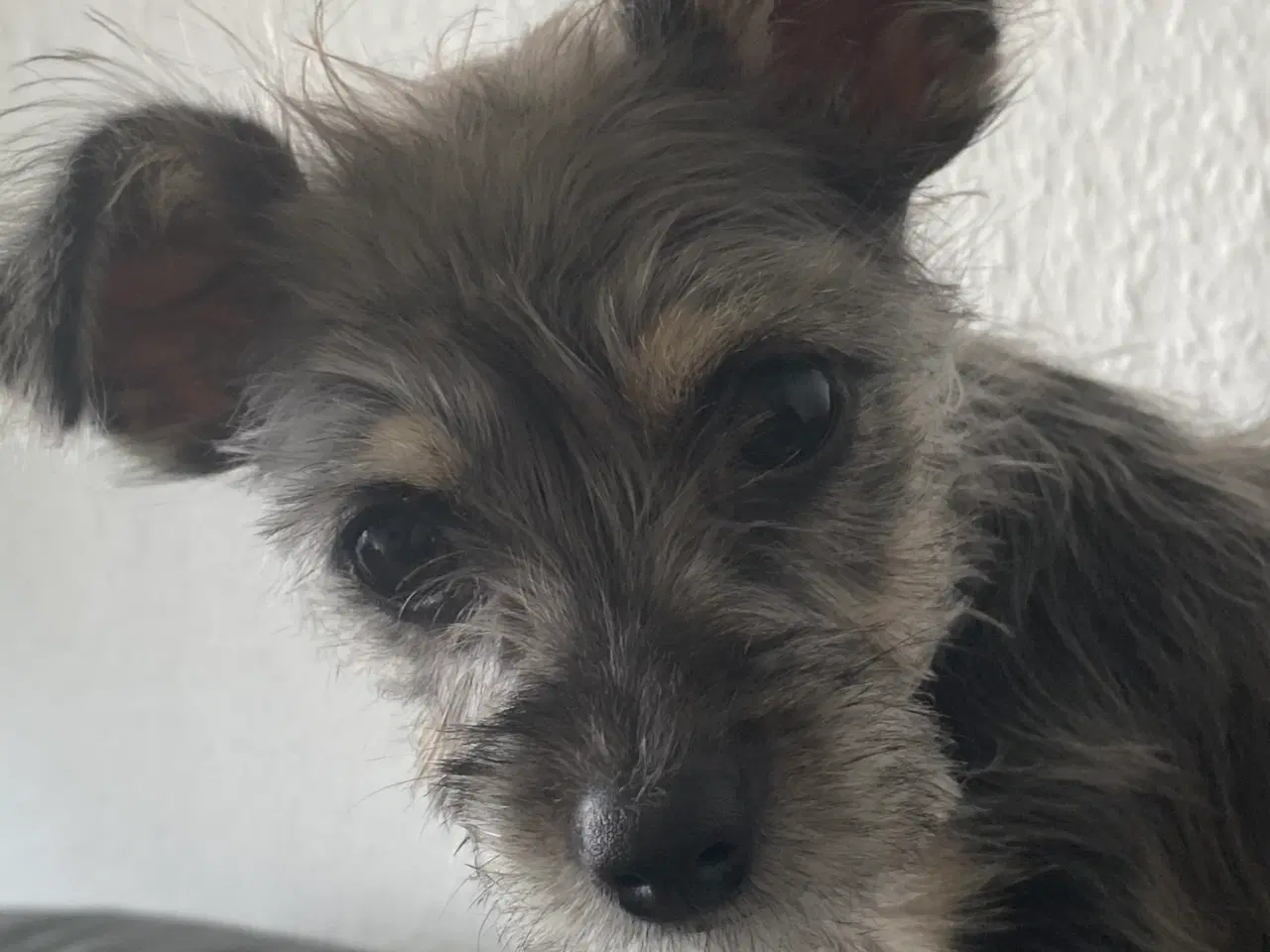 Billede 6 - Dejlig hundehvalp sælges 