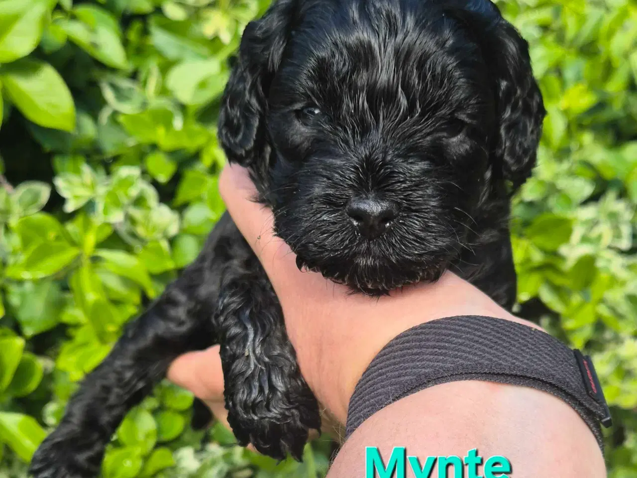 Billede 11 - Uimodstålige søde Mine cockapoo 