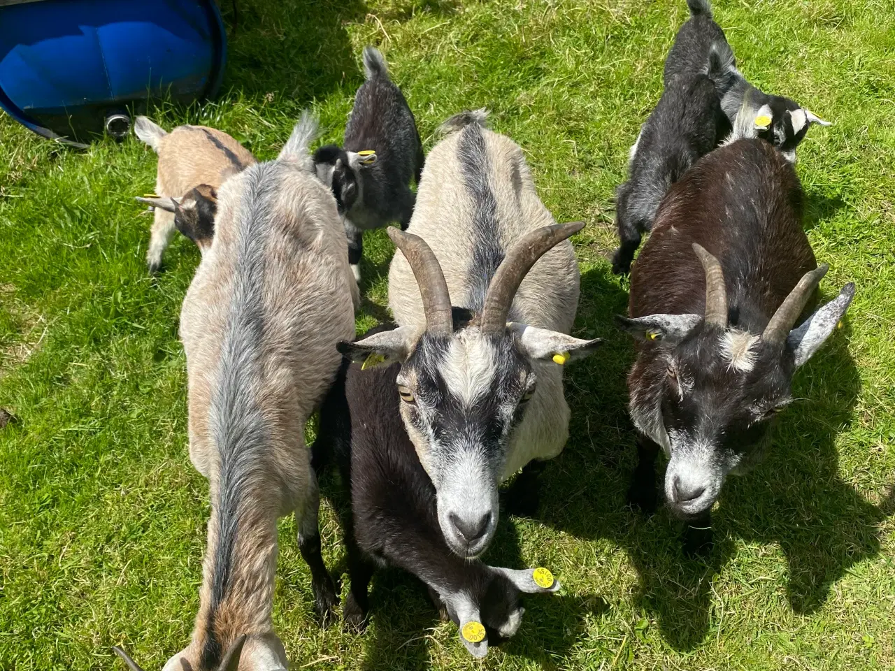 Billede 2 - Dværggedekid gimmer og kastrater sælges