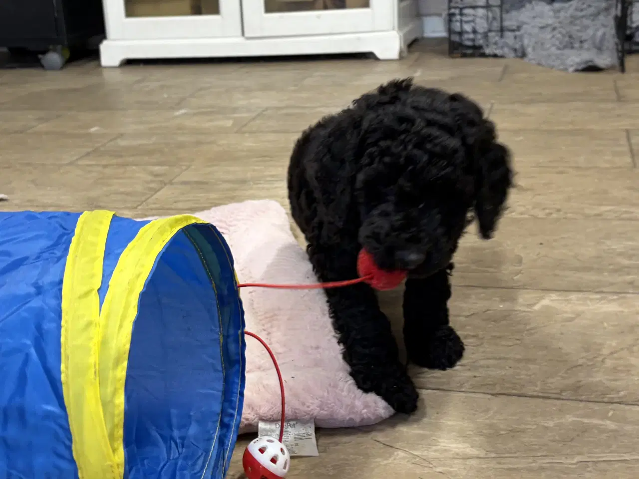 Billede 18 - Ægte mellem/stor puddel drenge må rejse nu !