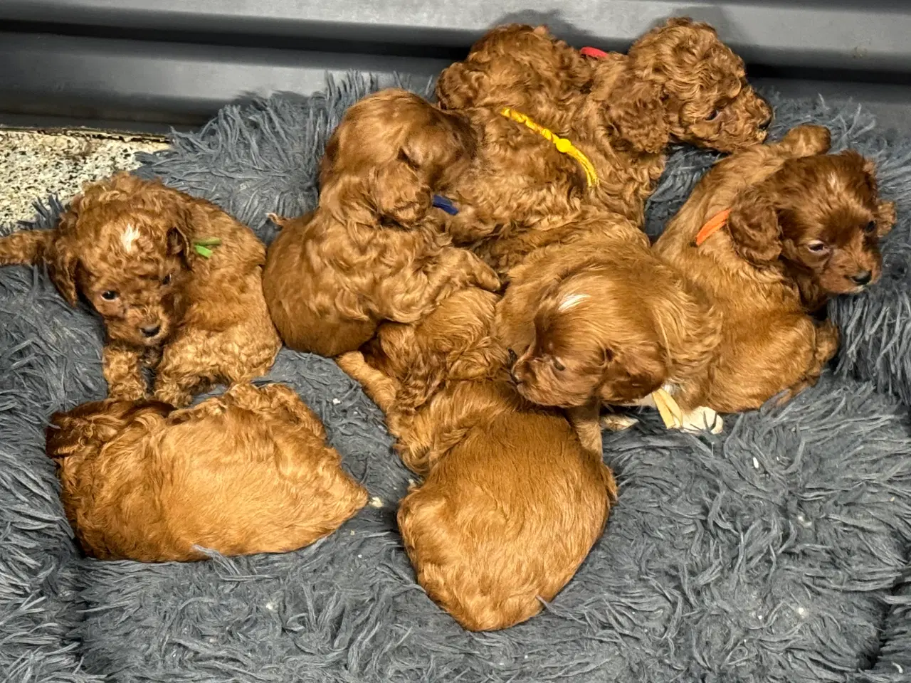 Billede 5 - Skønne Cavapoo hvalpe i det nye år 🎉