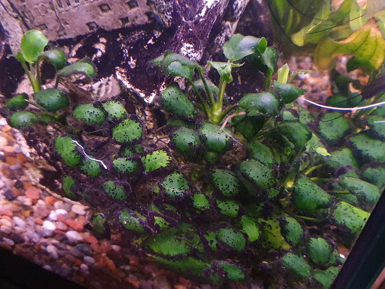 Billede 5 - Anubias
