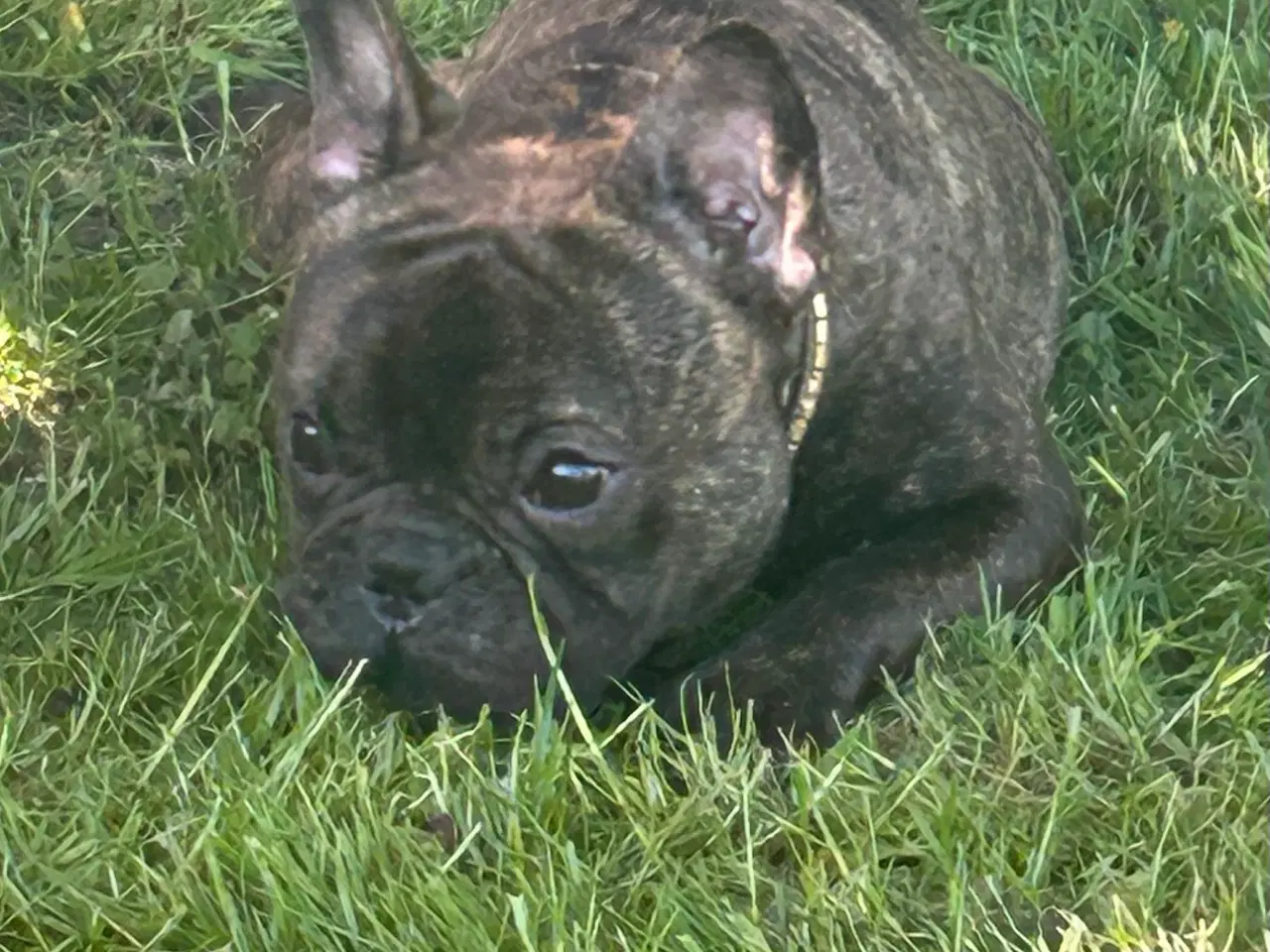 Billede 1 - Parring fransk bulldog