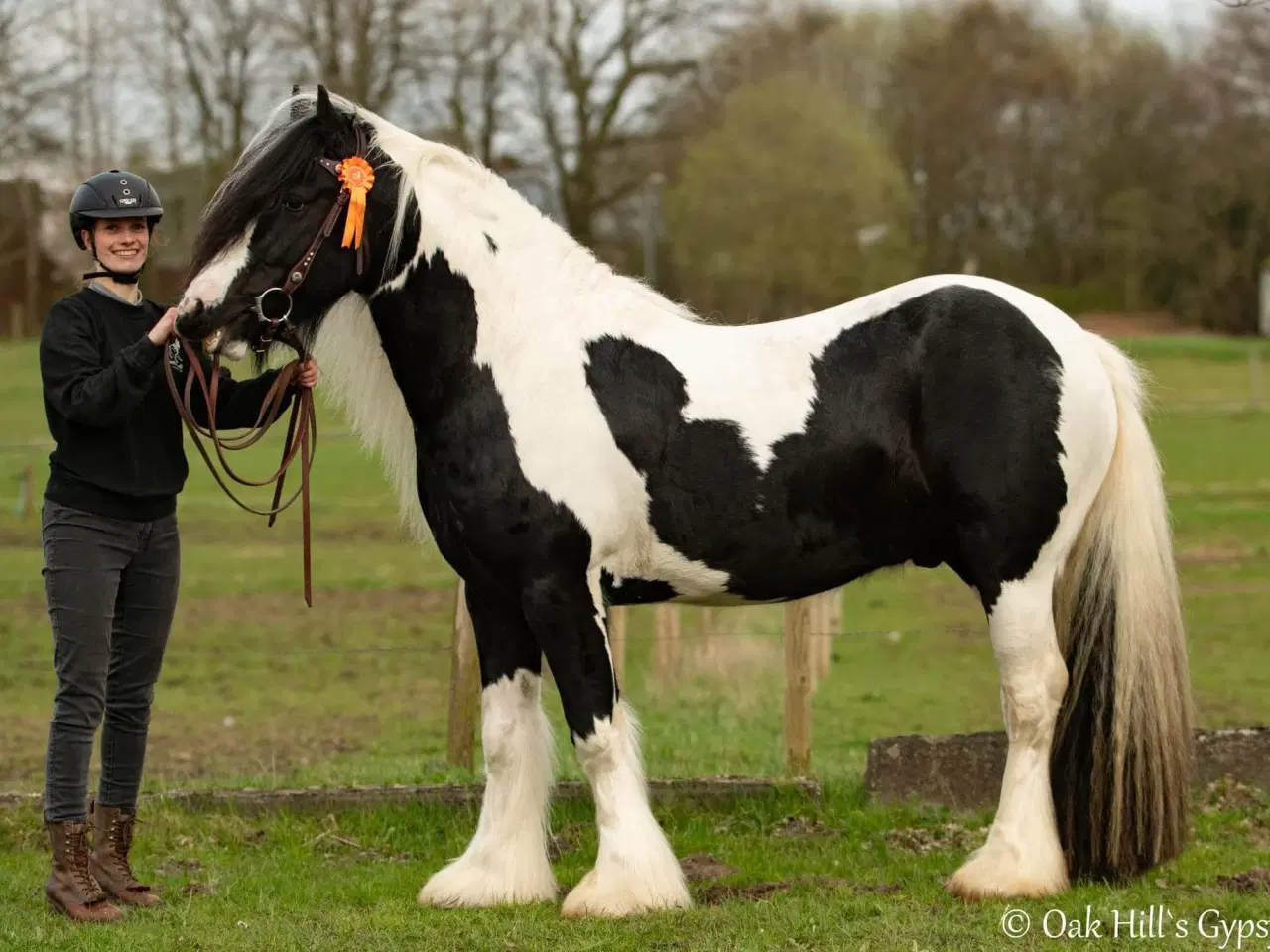 Billede 3 - Ung lækker velredet hingst 