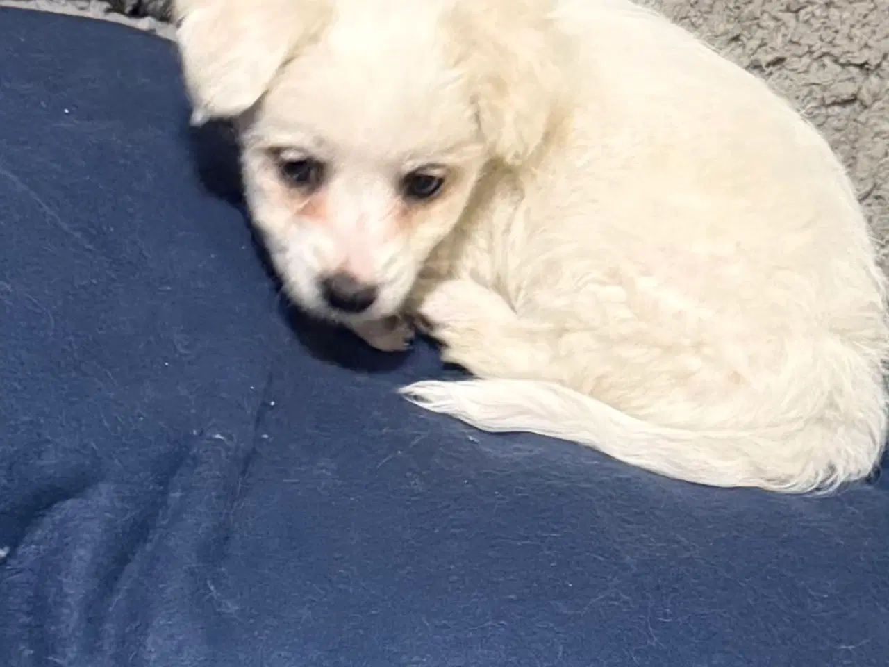 Billede 4 - Bishon Malteser