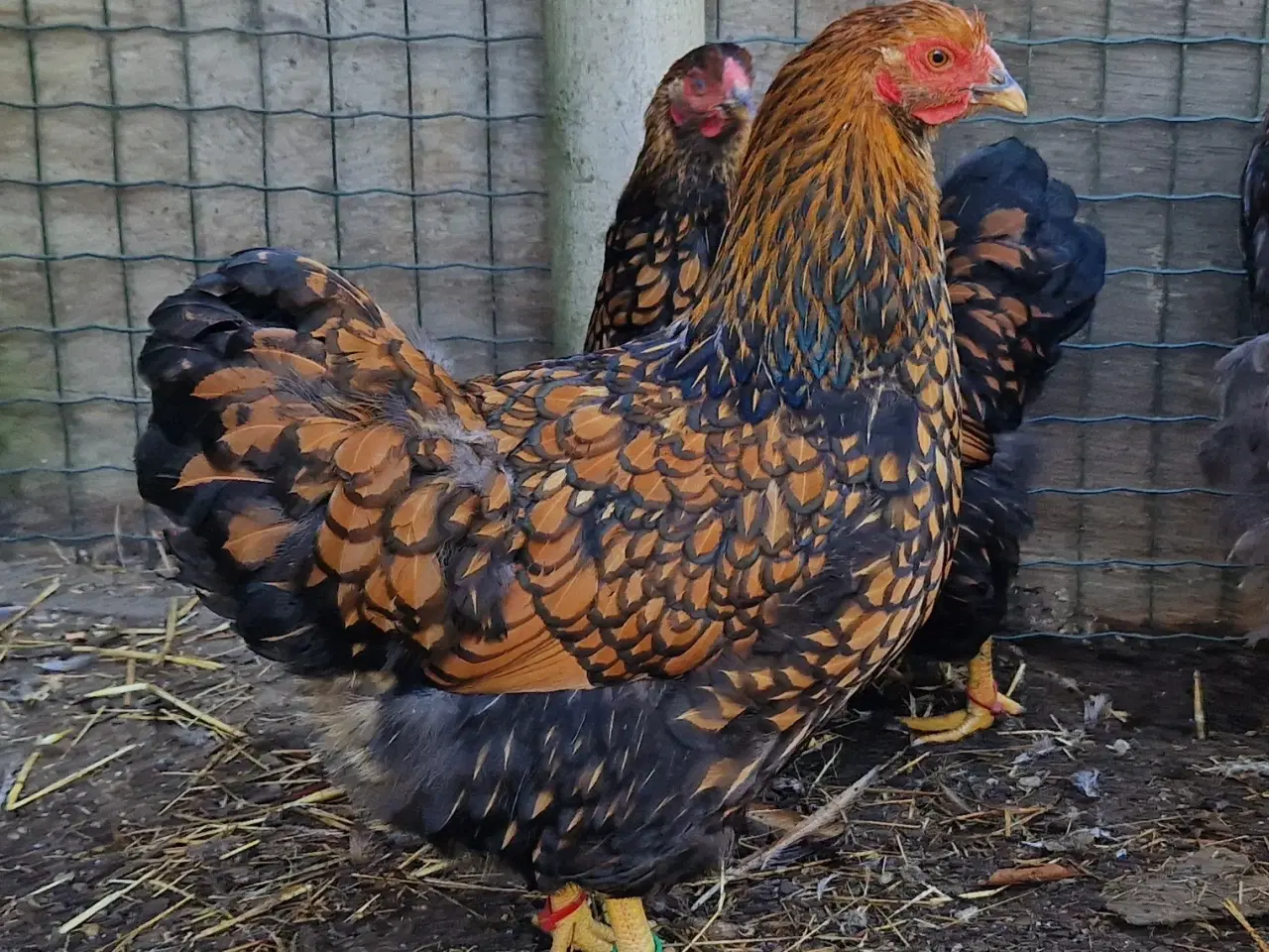 Billede 1 - Store wyandotter 