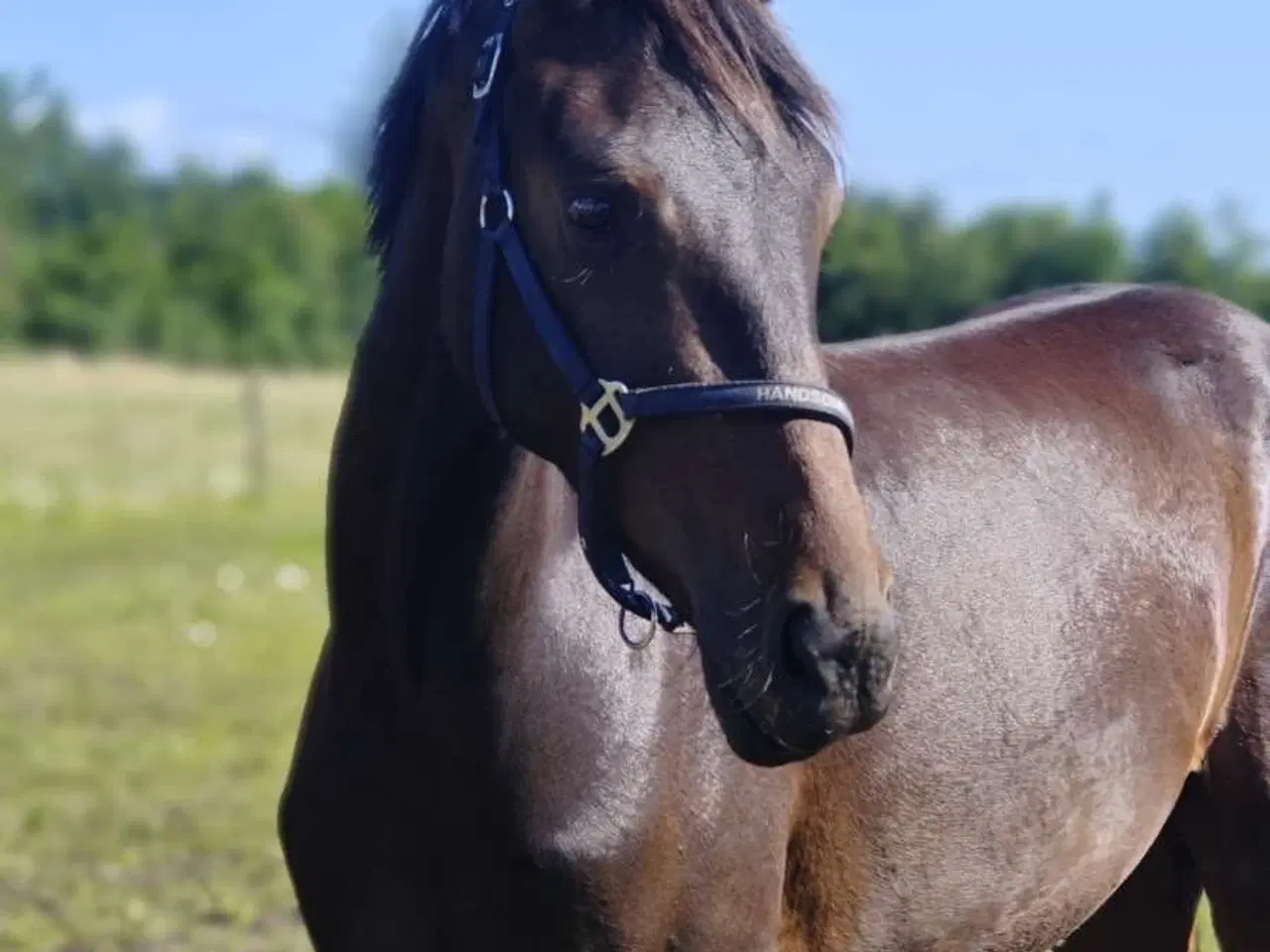 Billede 11 - Lille 4 års DV vallak 