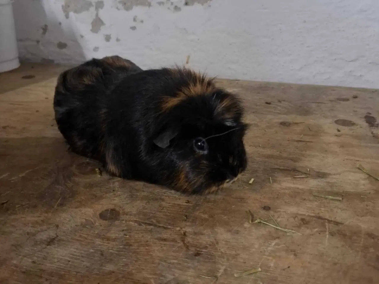Billede 1 - 2 voksne hun marsvin 