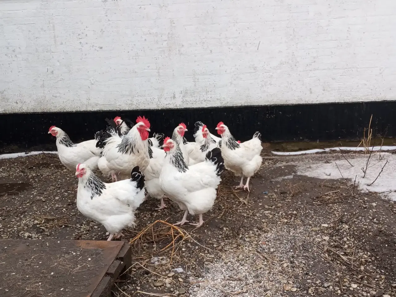 Billede 5 - sussex stor race ruge æg 10 kr har også kyllinger