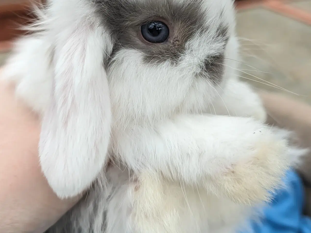 Billede 6 - Minilop kaninunge sælges 