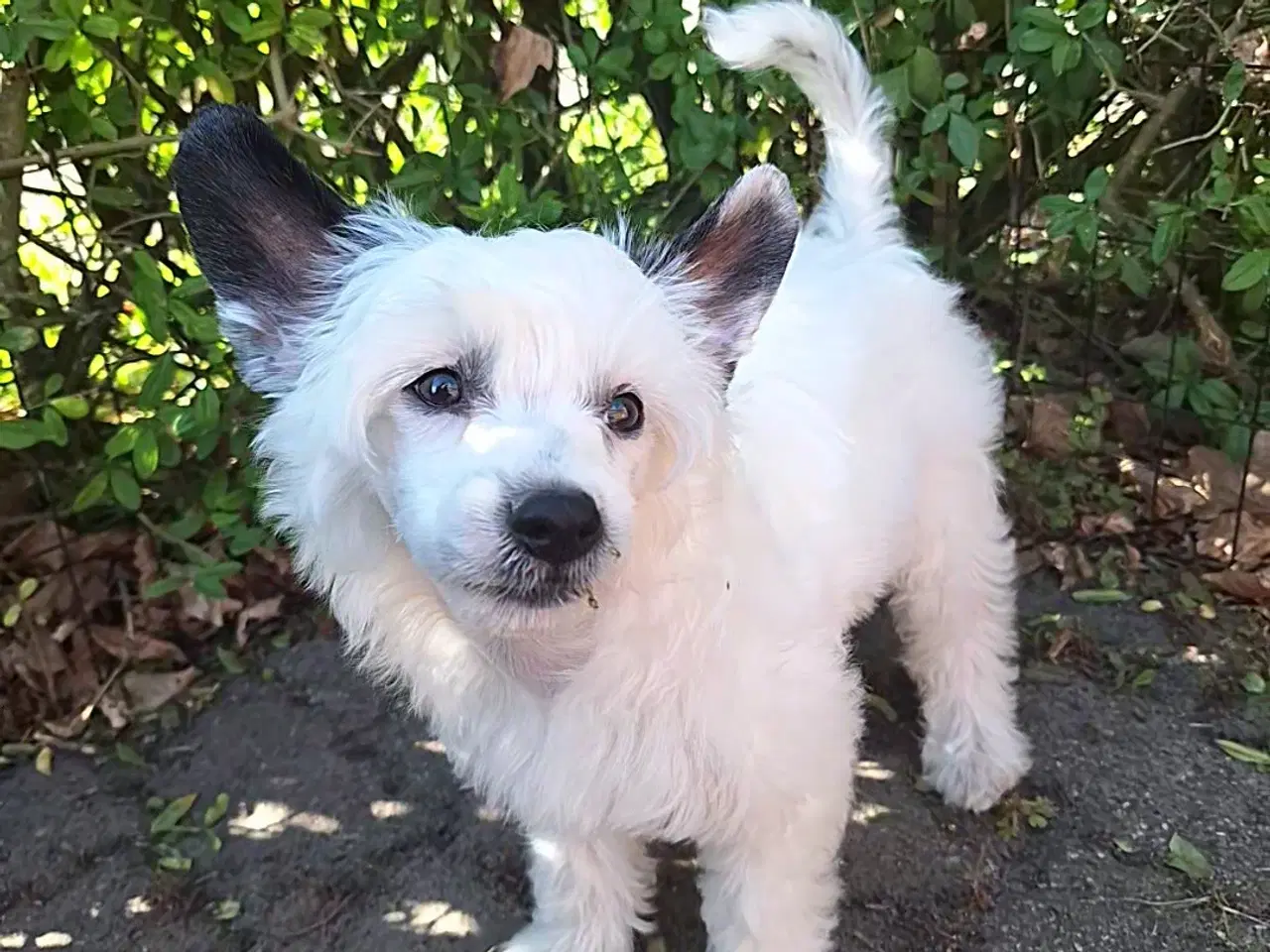 Billede 3 - Chinese Crested (Allergivenlig) med DKK stambog  