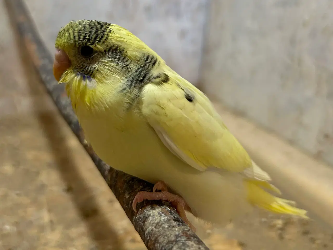 Billede 2 - Undulatunger 