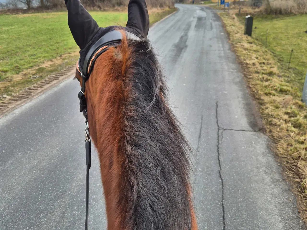 Billede 1 - Tur hest søges til udlån med forkøbetret 
