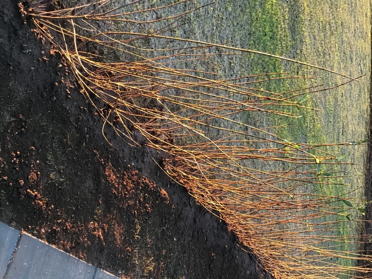 Billede 1 - Hækplanter Liguster 80-120 cm x 40 stk.