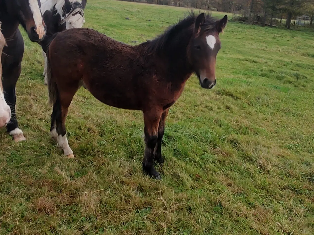 Billede 4 - Hoppeføl