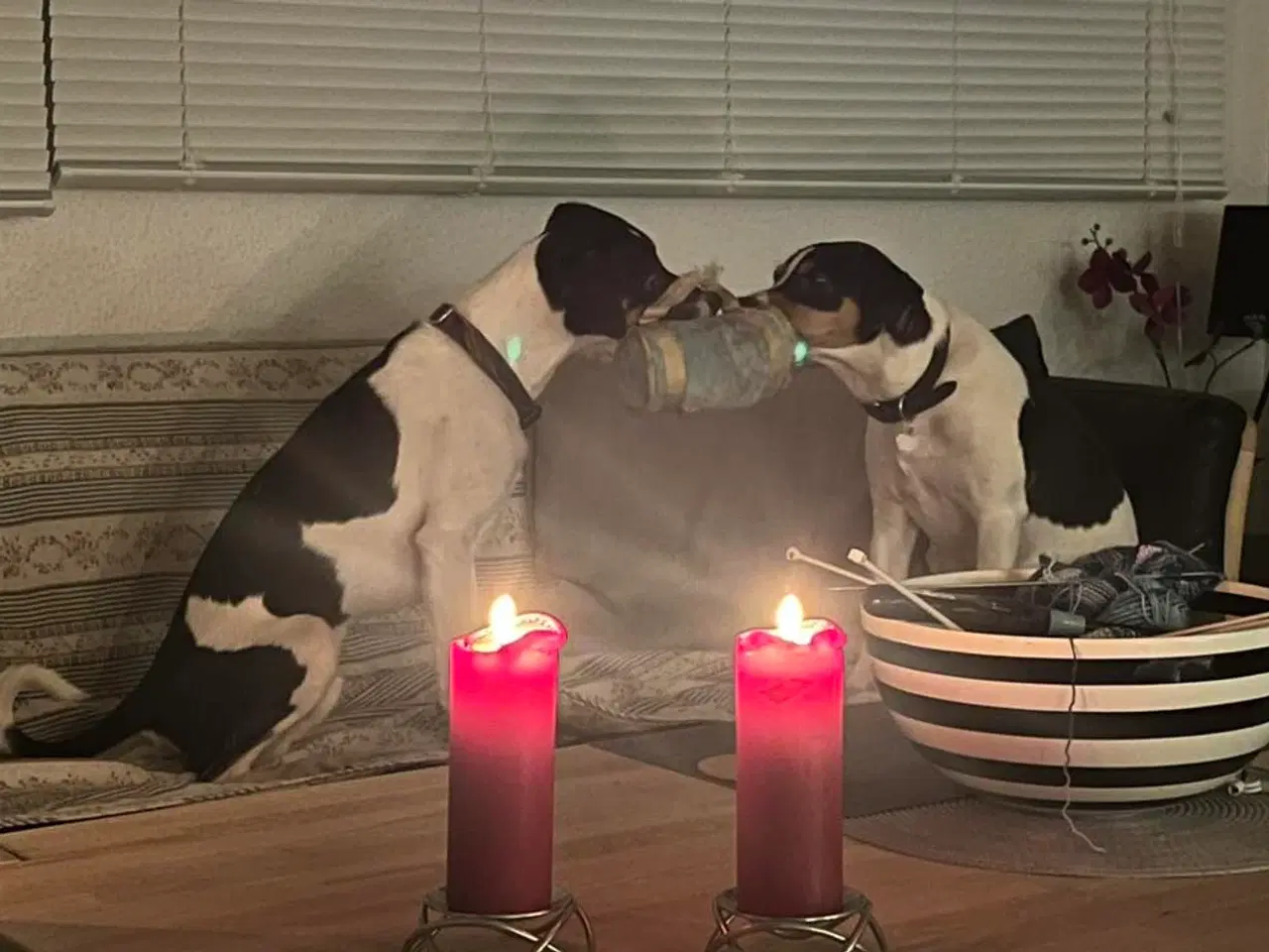 Billede 8 - Dansk Svensk Gårdhund