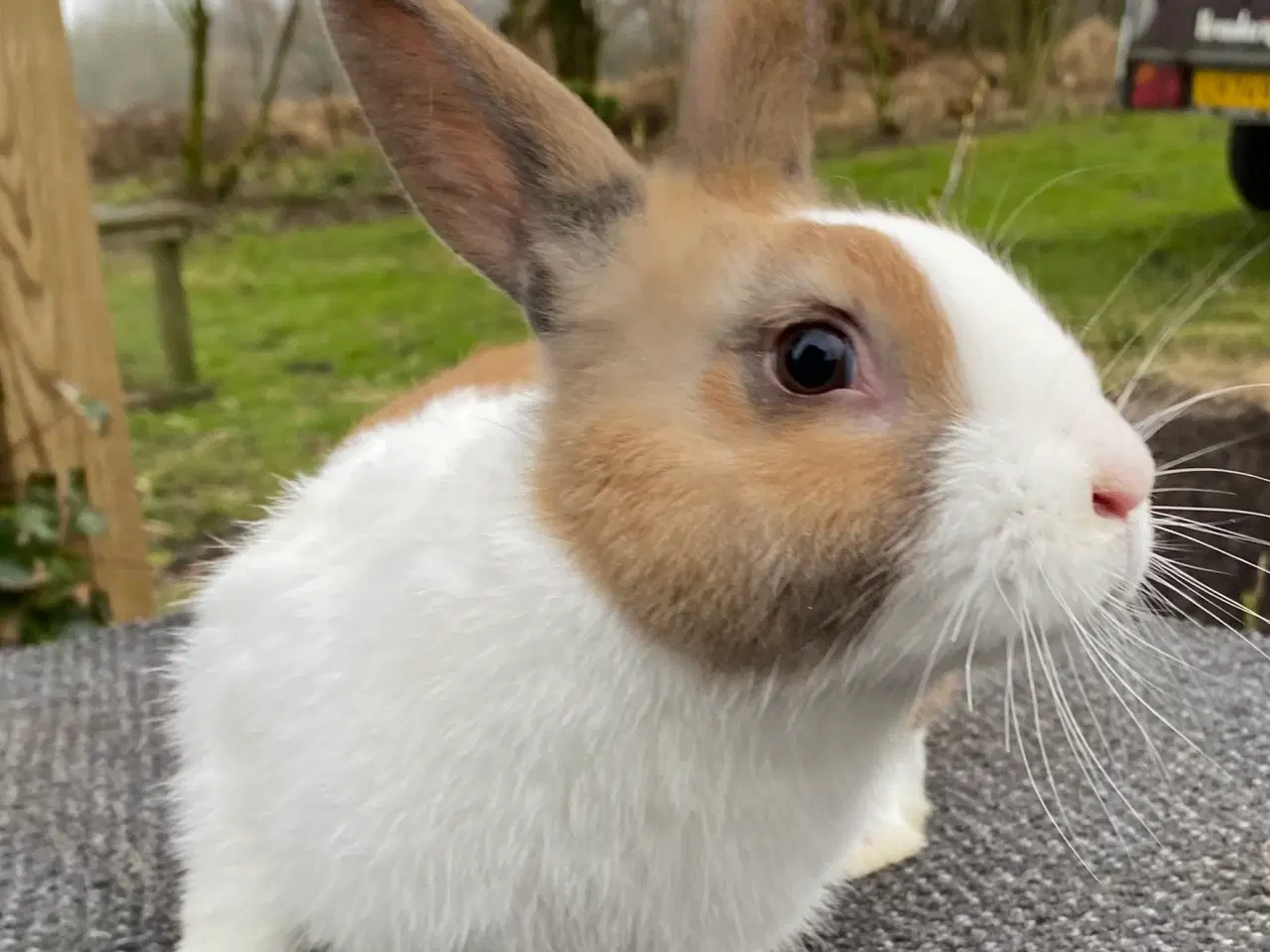 Billede 7 - HOLLÆNDER HAN MADAGASCAR