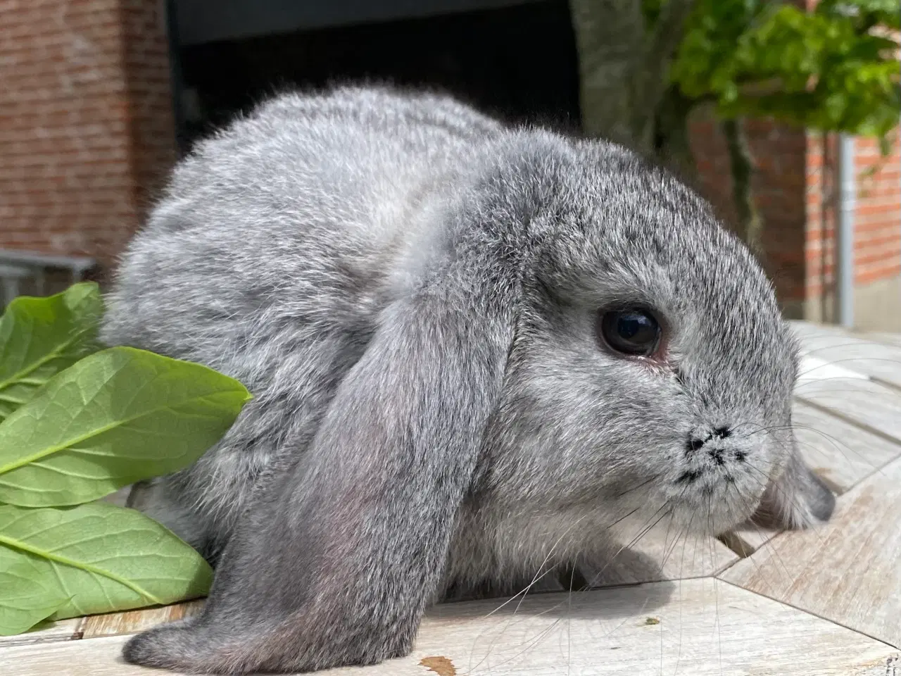 Billede 1 - FRANSK VÆDDER HAN CHINCHILLA
