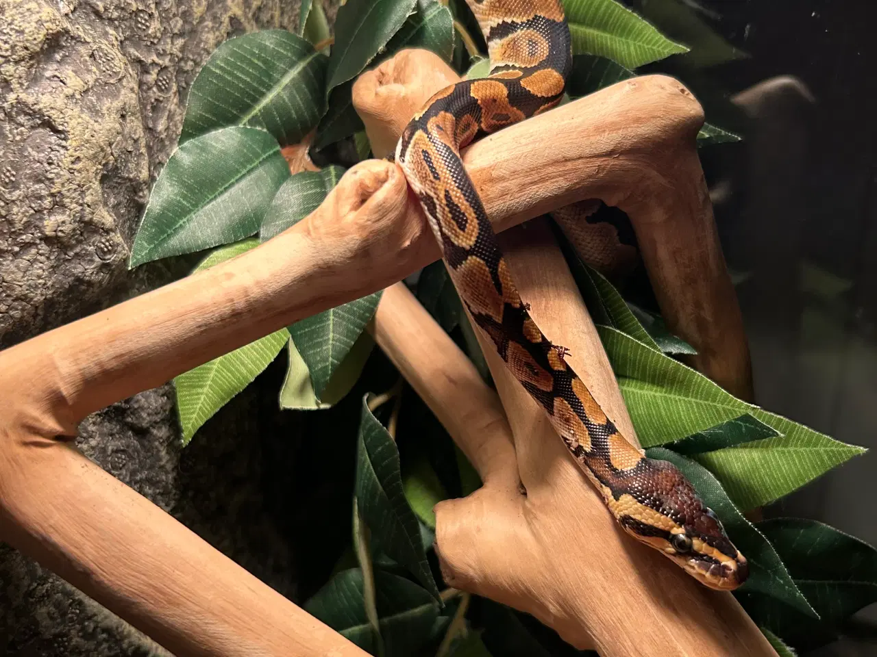 Billede 2 - Ball python 