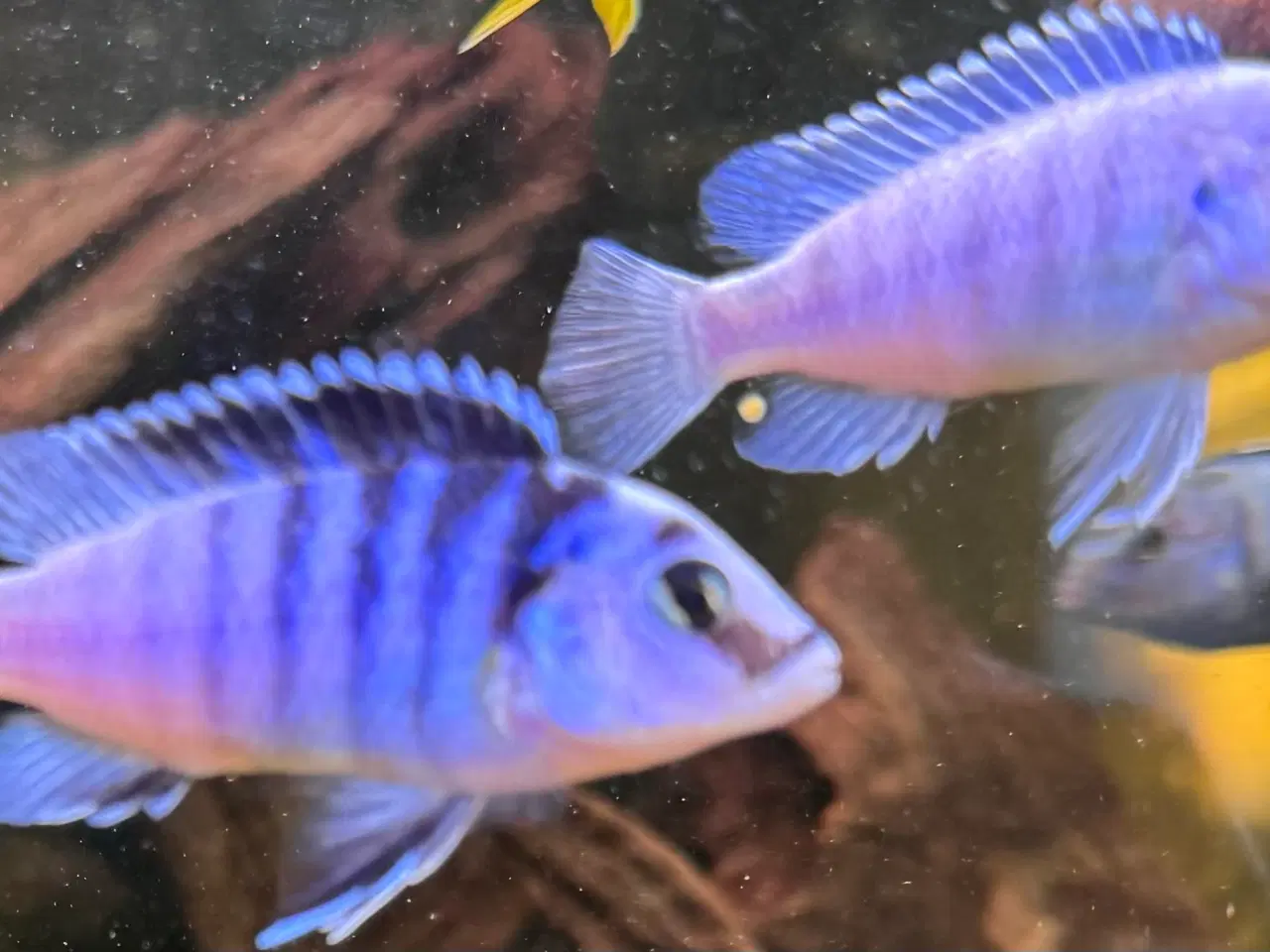 Billede 1 - Labidochromis Chisumulae Malawi chiklider.