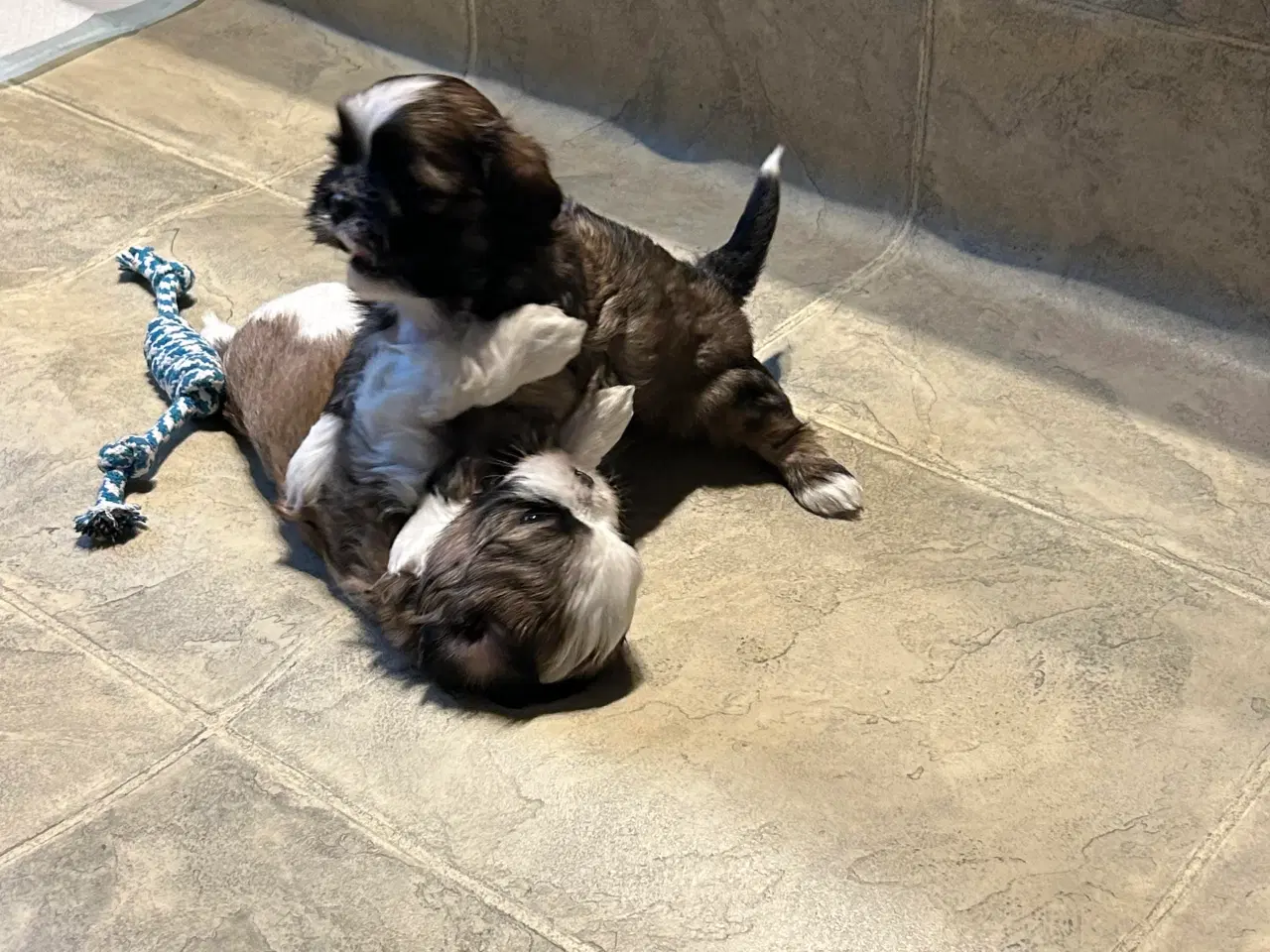 Billede 6 - Shih Tzu/Bicon Havanais hvalpe