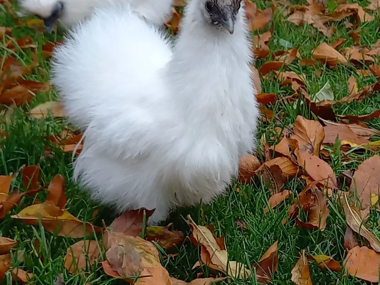 Billede 6 - 15 fine små dværg silkehøns