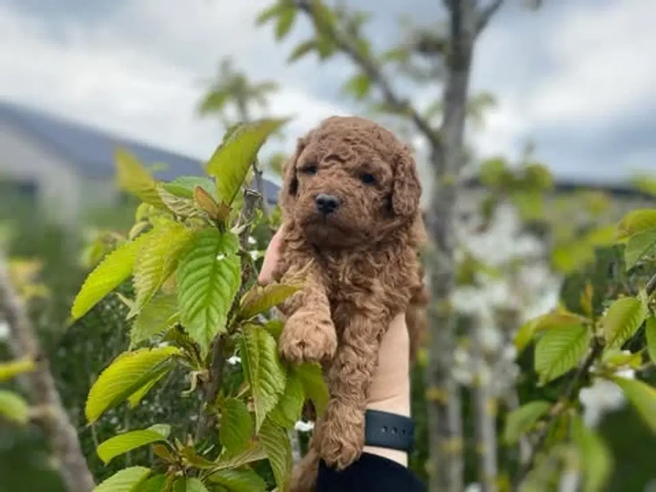 Billede 6 -  Smukke Goldendoodle mellem doodle hvalpe