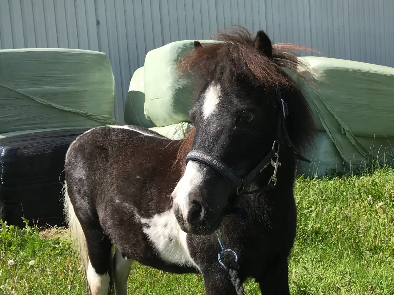 Billede 3 - Sød Pony vallak